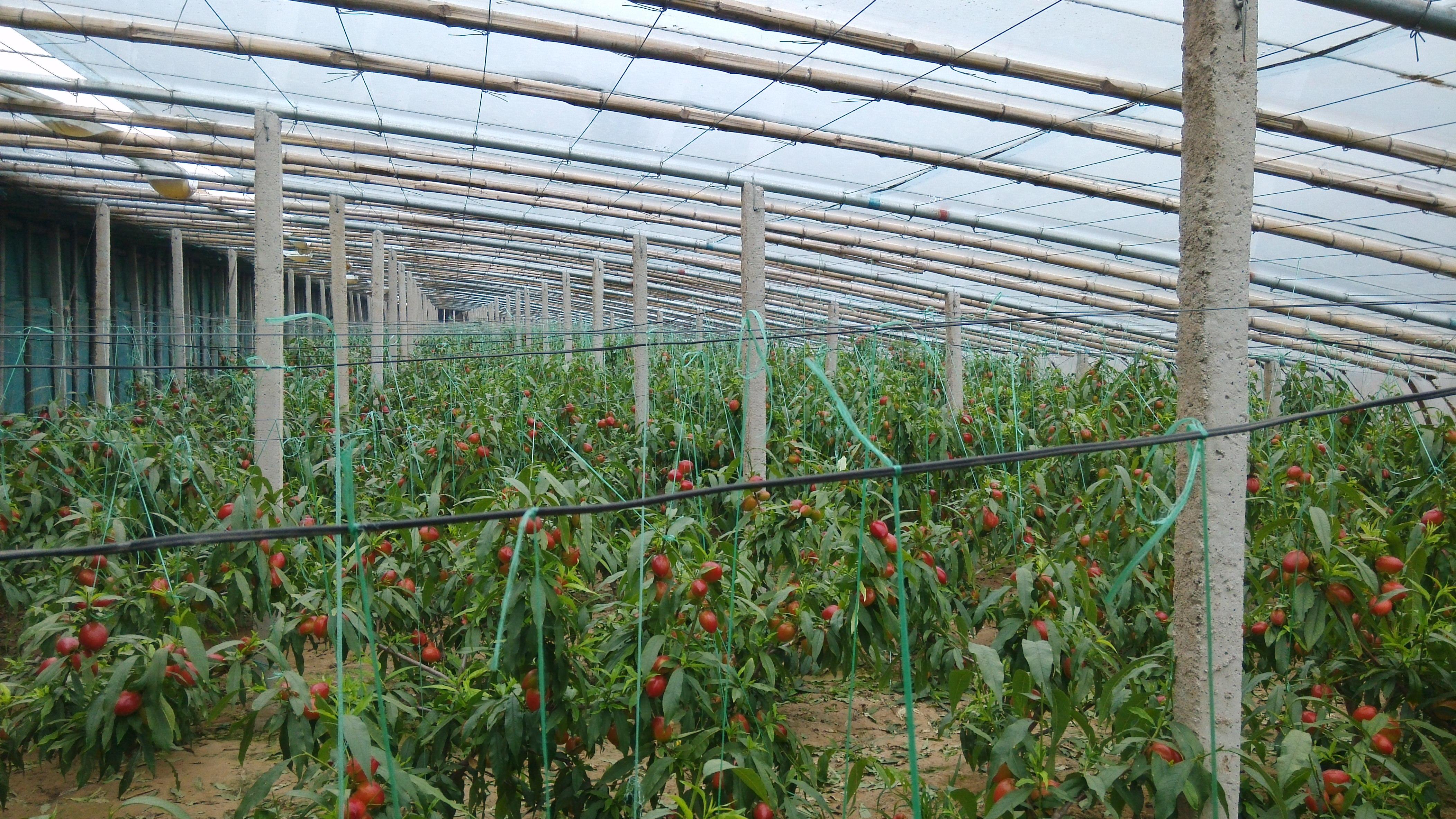 大棚桃(大棚桃种植技术) - 搜狗百科