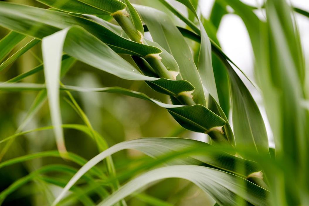 芦竹 禾本科芦竹属植物 搜狗百科 芦竹 禾本科芦竹属植物 搜狗百科