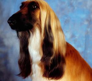 阿富汗猎犬