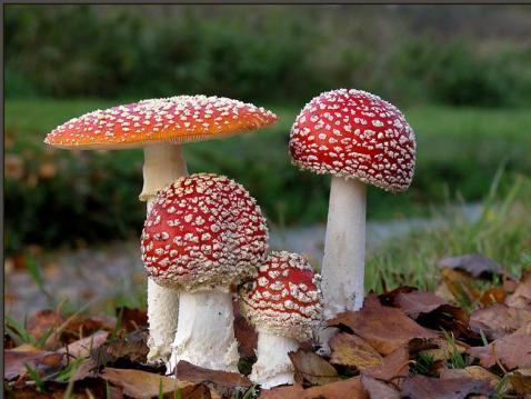 毒蘑菇 有毒的蘑菇 搜狗百科