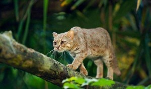 锈斑豹猫