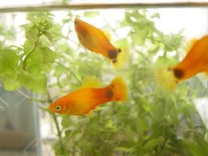 米奇鱼 搜狗百科