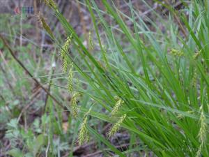 麻根（植物根部）