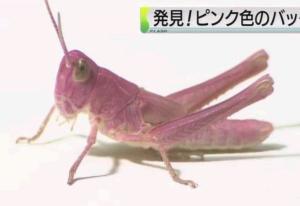 粉色蝗虫