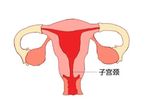 子宫颈