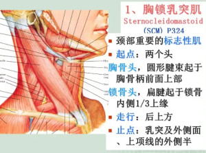 斜角肌胸锁乳突肌图片