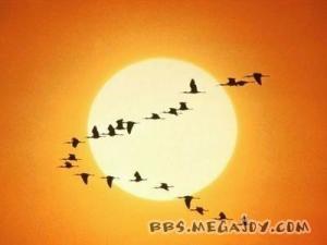 李伟才作品