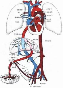 循环系统