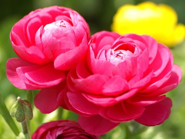 花毛茛