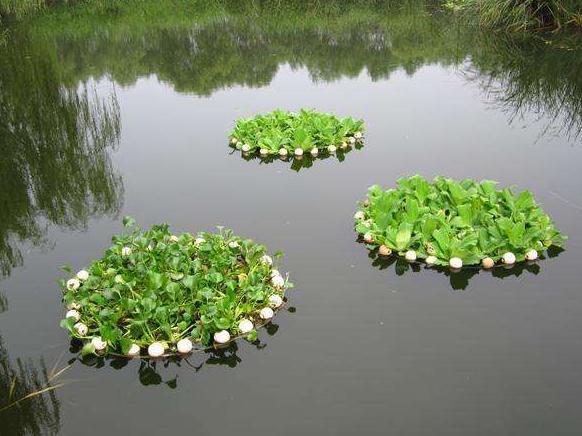 水生植物 能在水中生长的植物 搜狗百科