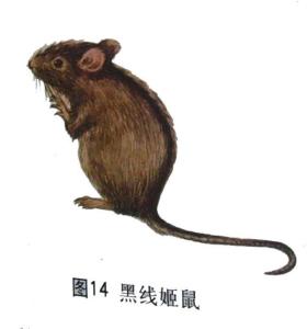 黑线姬鼠