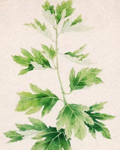 艾(artemisia argyi lévl. et van.)是菊科蒿属多年生草本植物.