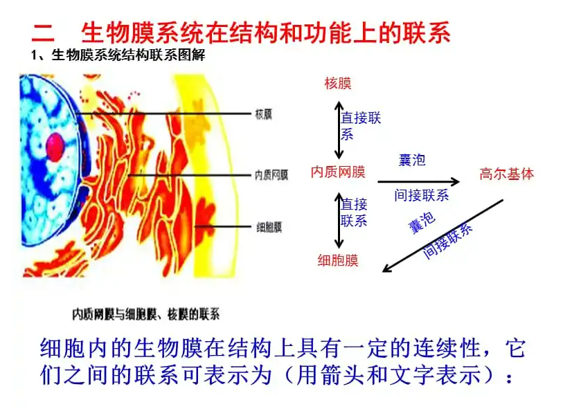 生物膜系统