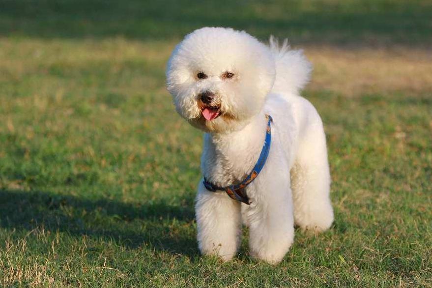 比熊犬 犬科犬属动物 搜狗百科 比熊犬 犬科犬属动物 搜狗百科