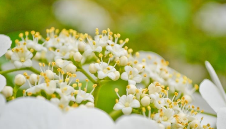 琼花