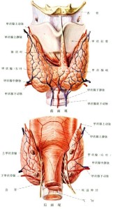 甲状腺图解