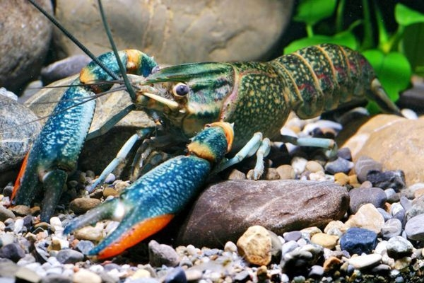 螯虾(3)在美国北部,通讯鳌虾(signal crayfish)是非常常见的生物,随便