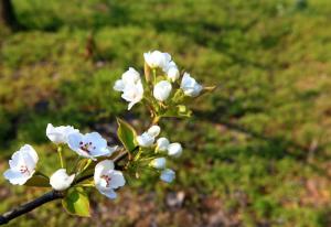 阜宁羊寨桃花源高清大图2