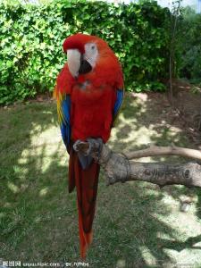 红腹锥尾鹦鹉指名亚种图册
