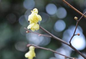 怒江蜡瓣花