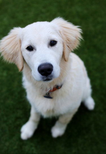 金毛寻回猎犬