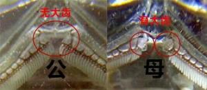 蝎子分公母