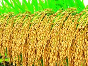 后经系谱方法选育而成品种来源黑龙江省农业科学院佳木斯水稻研究所