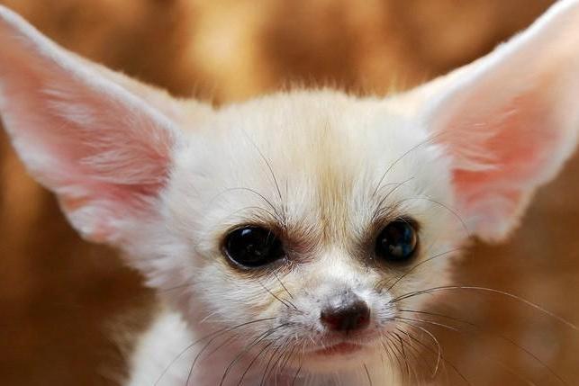 耳廓狐 搜狗百科