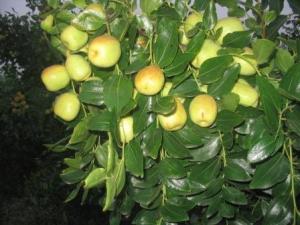 小梨枣