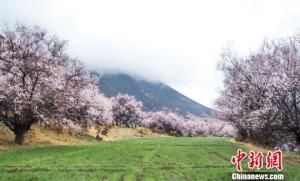 2017年3月林芝镇真巴村嘎拉自然村桃林一角.
