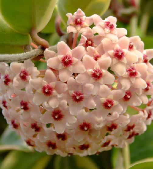花叶球兰