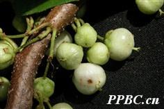 水东哥 Saurauia tristyla