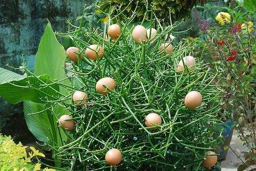 鸡蛋树