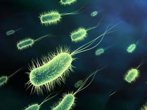 厌氧生物图册