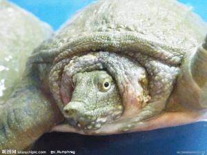 野生甲鱼