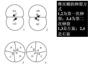 椎实螺图册