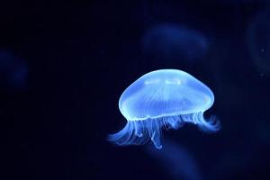 水母（刺胞动物门钵水母纲浮游生物）