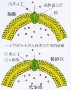 主动运输