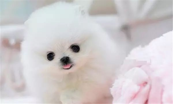茶杯犬