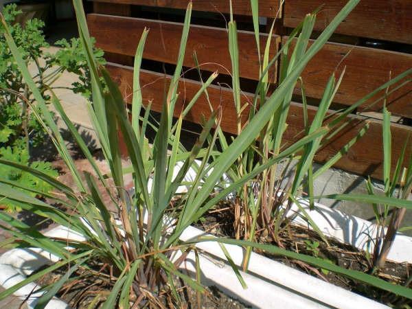 香草(多种芳香植物统称)