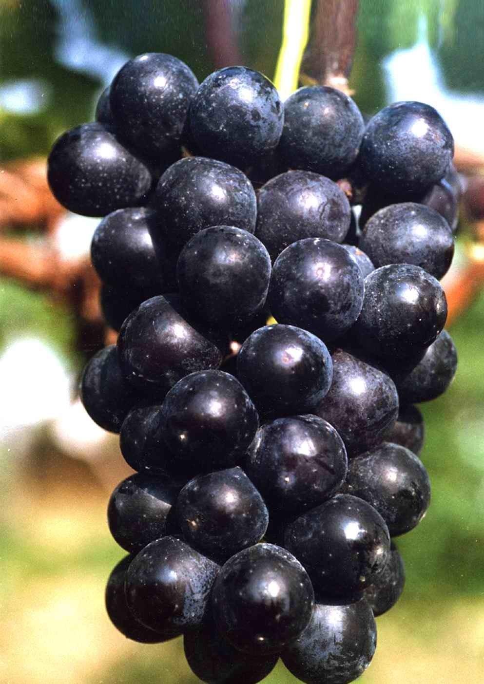 三倍体无核葡萄