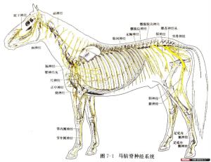 驿马骨的位置骨相图解图片