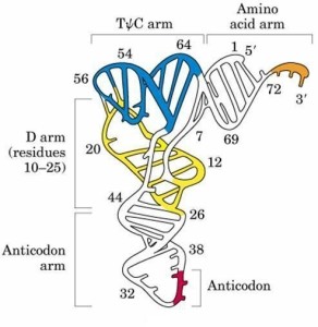 trna的结构图生物书图片