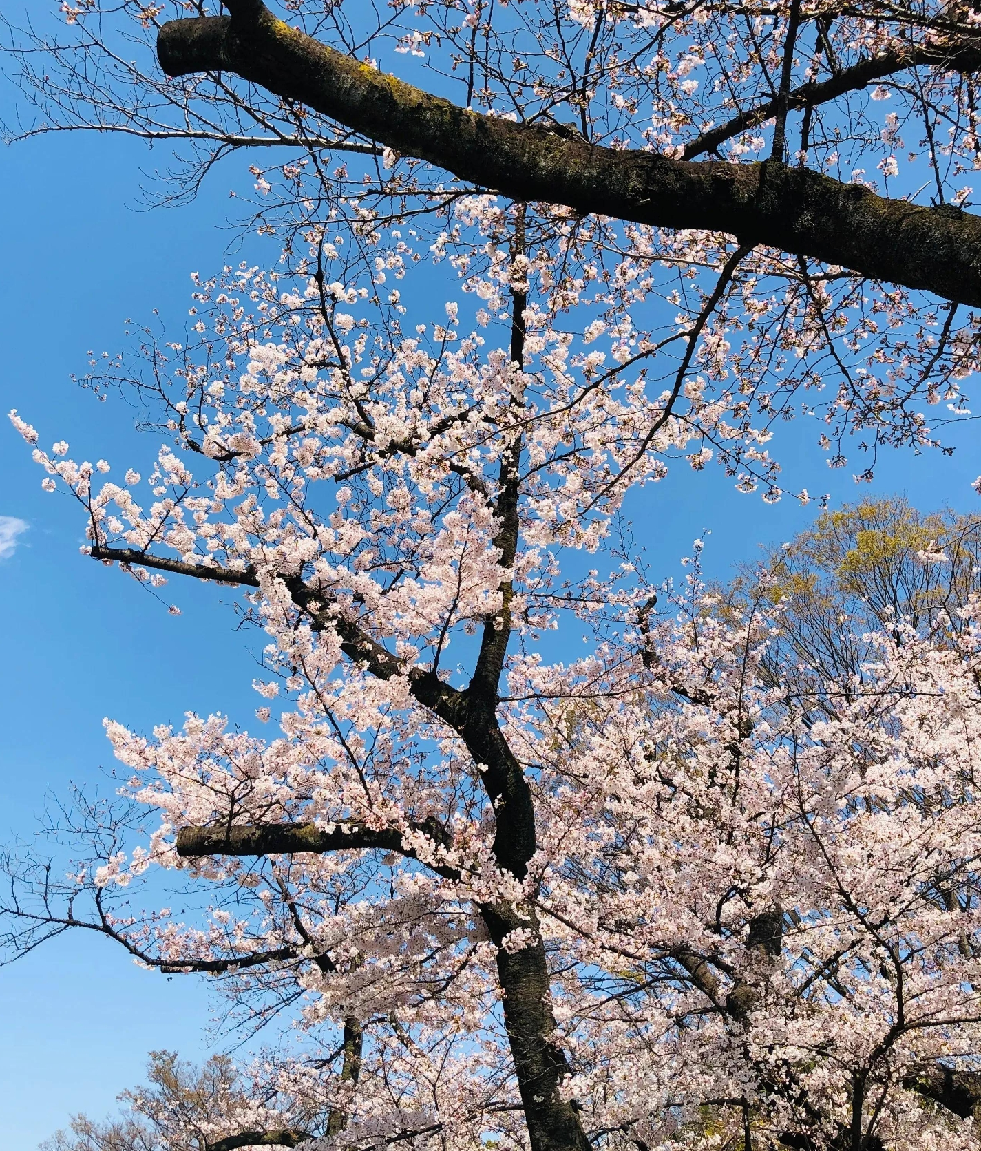 东京樱花