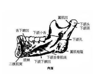 和髁突分别向后下方和前下方汇合而成的骨嵴,(凸)位于下颌孔的前上方