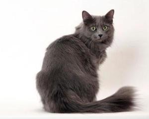 尼比龙猫(3)尼比龙猫(英文名:nebelung,别名:内华达猫),食肉目猫科