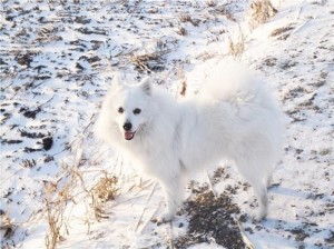 银狐犬