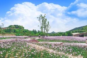 钟鼓楼亲子乐园马鞭花海