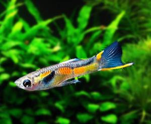 内容编辑安格拉斯孔雀内容简介安格拉斯孔雀安德拉丝熊猫双剑 孔雀鱼