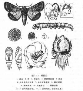 棉铃虫图册